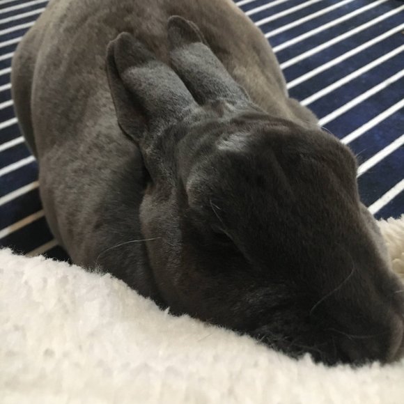 Meet your Posher, Bunny B - Picture 5 of 7